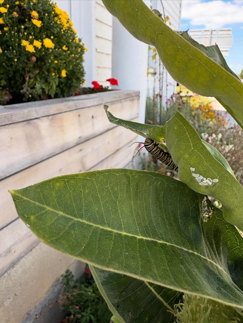 Why Planting Just One Milkweed Isn't Enough