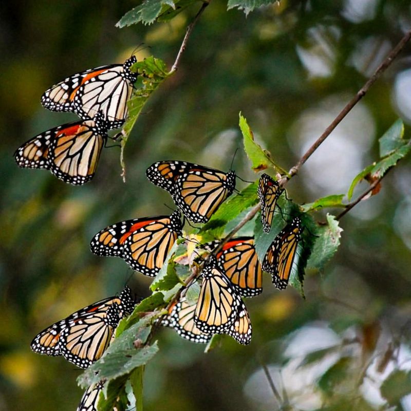 What Is The Monarch Migration And Why It Matters