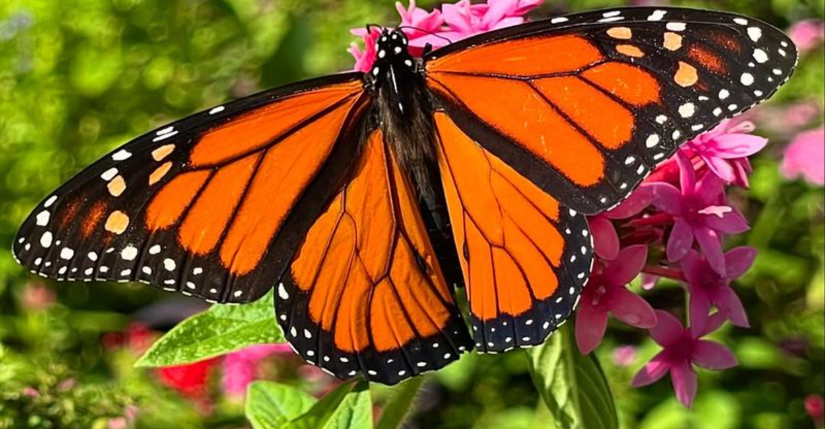 monarch butterfly