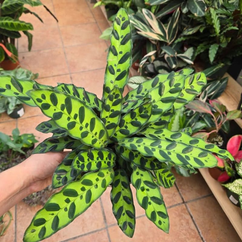 Rattlesnake Calathea For Dramatic, Safe Foliage