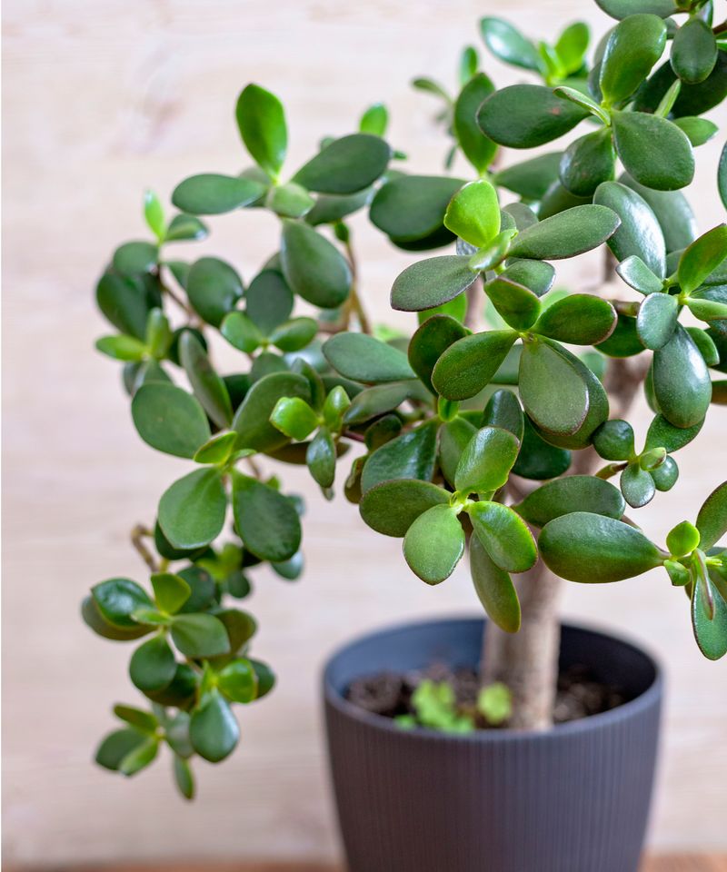Jade Plant Represents Friendship And Lasting Wealth