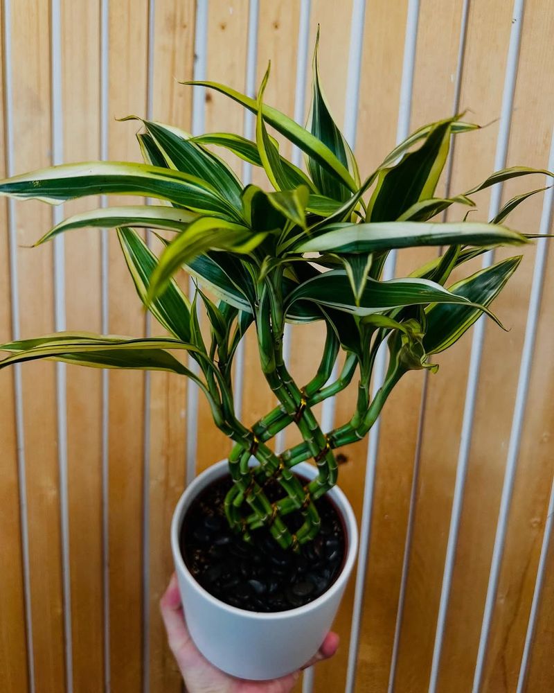 Reduce Fertilizer During Dormancy