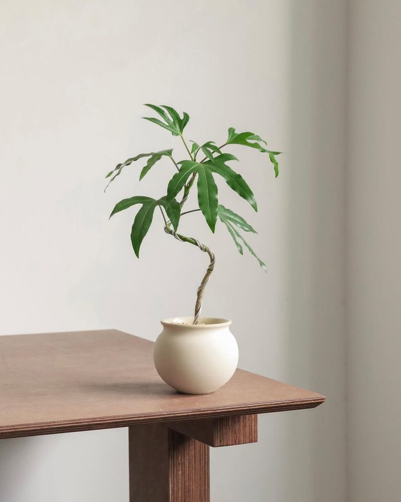 Avoid Repotting Until Spring Arrives Again