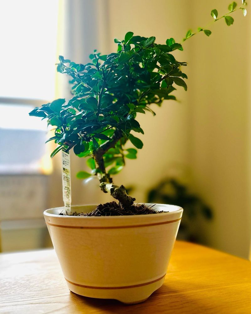 Prune Away Damaged Growth