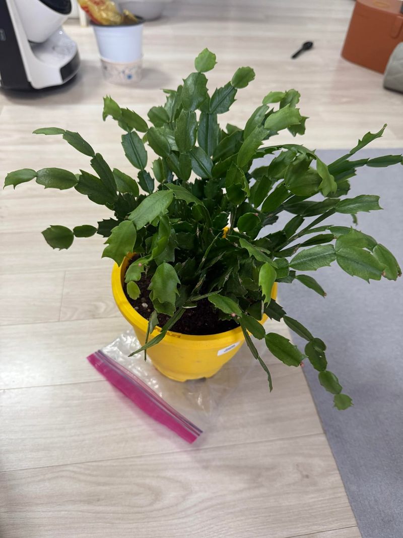 Repot Only If Necessary