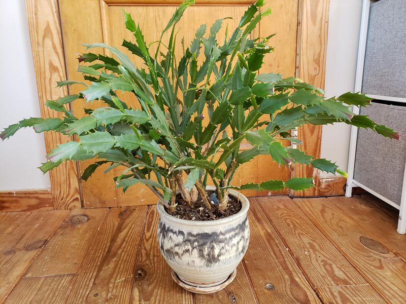 Prune And Shape Your Plant For Better Structure