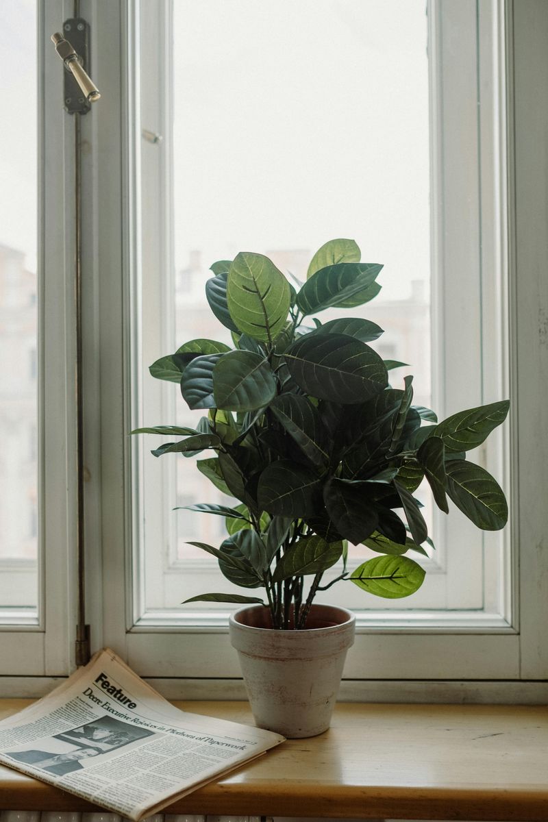 Adjusting Light Conditions Seasonally