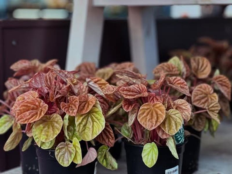 Adjusting Care With Seasonal Changes