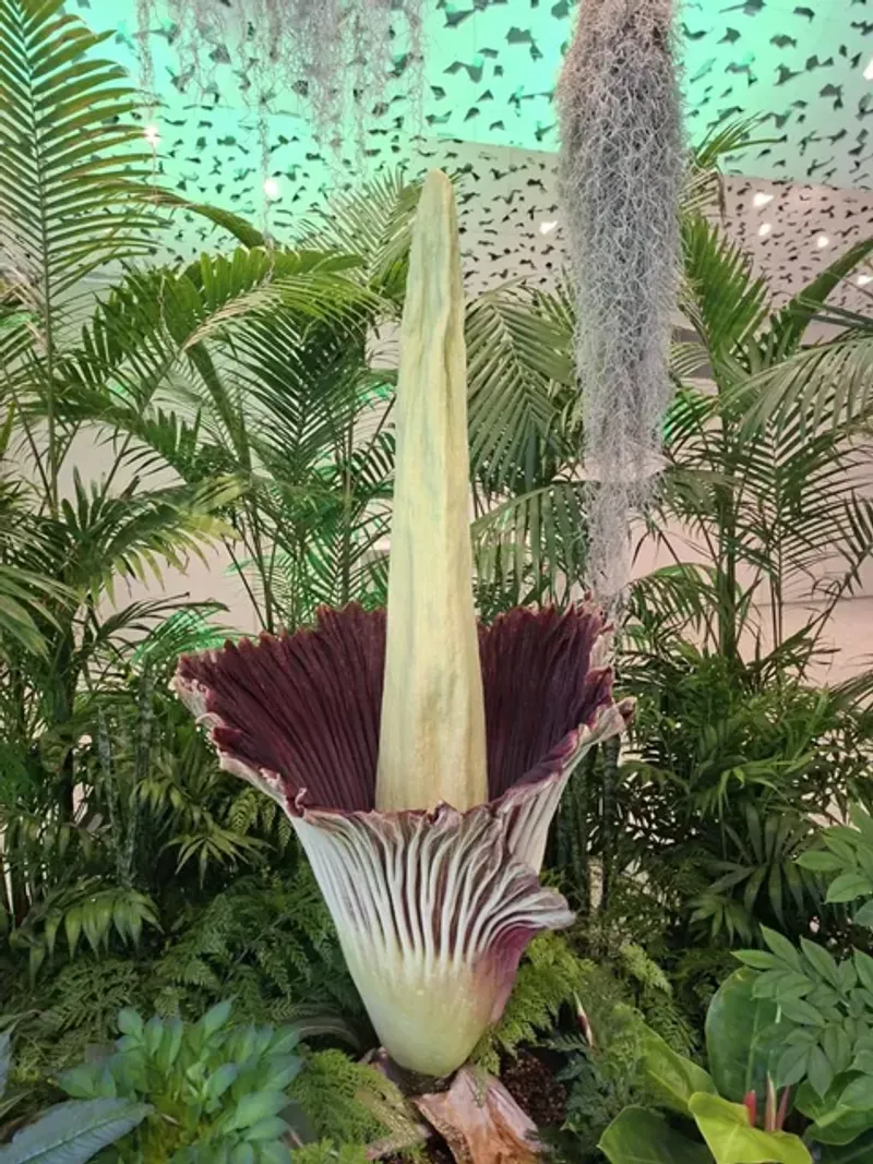 Titan Arum (Amorphophallus Titanum)