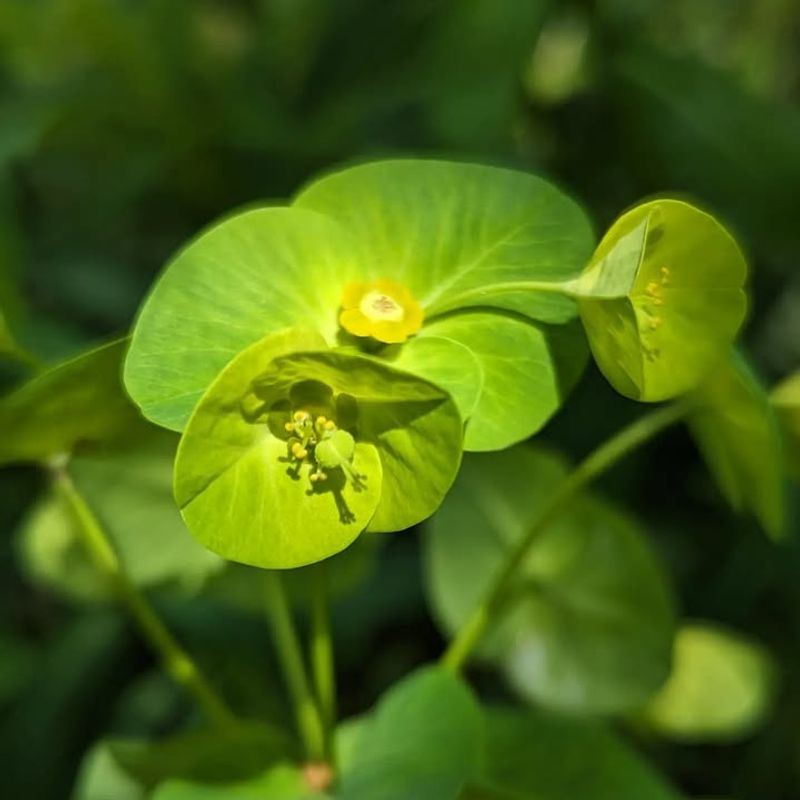 Spurges (Euphorbia Species)