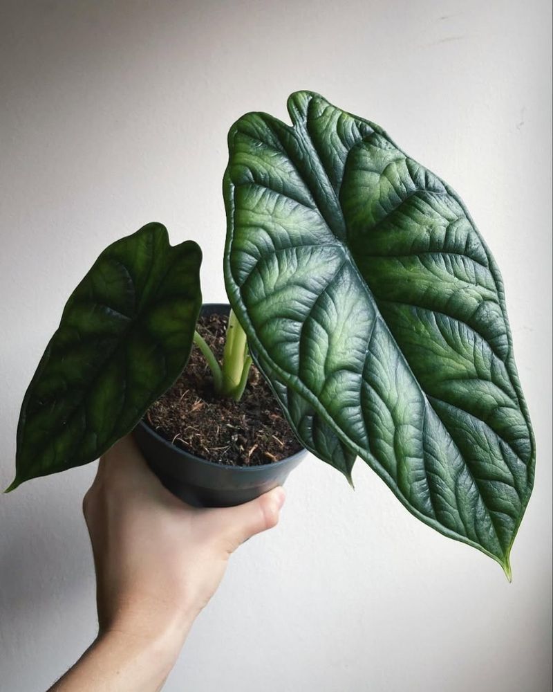 Alocasia Dragon Scale