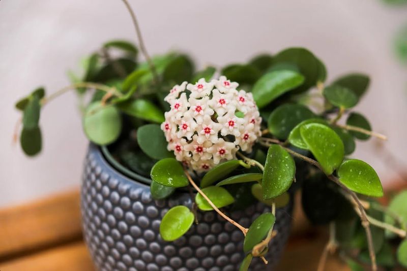 Hoya Carnosa (Wax Plant)