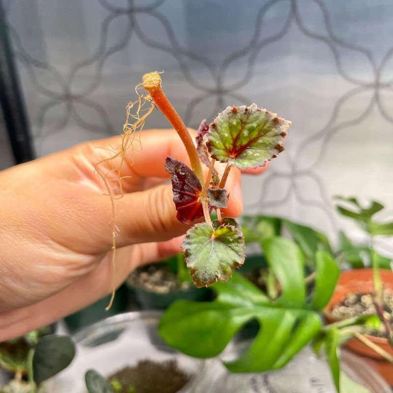 Propagating Rex Begonia From Rhizome Sections