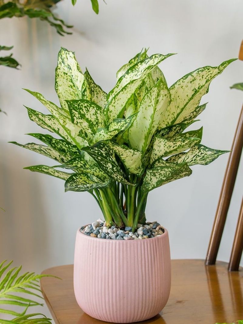 Chinese Evergreen