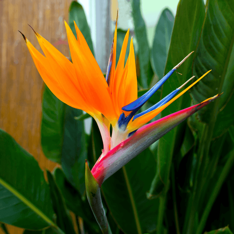 Bird Of Paradise Creates Instant Resort Vibes