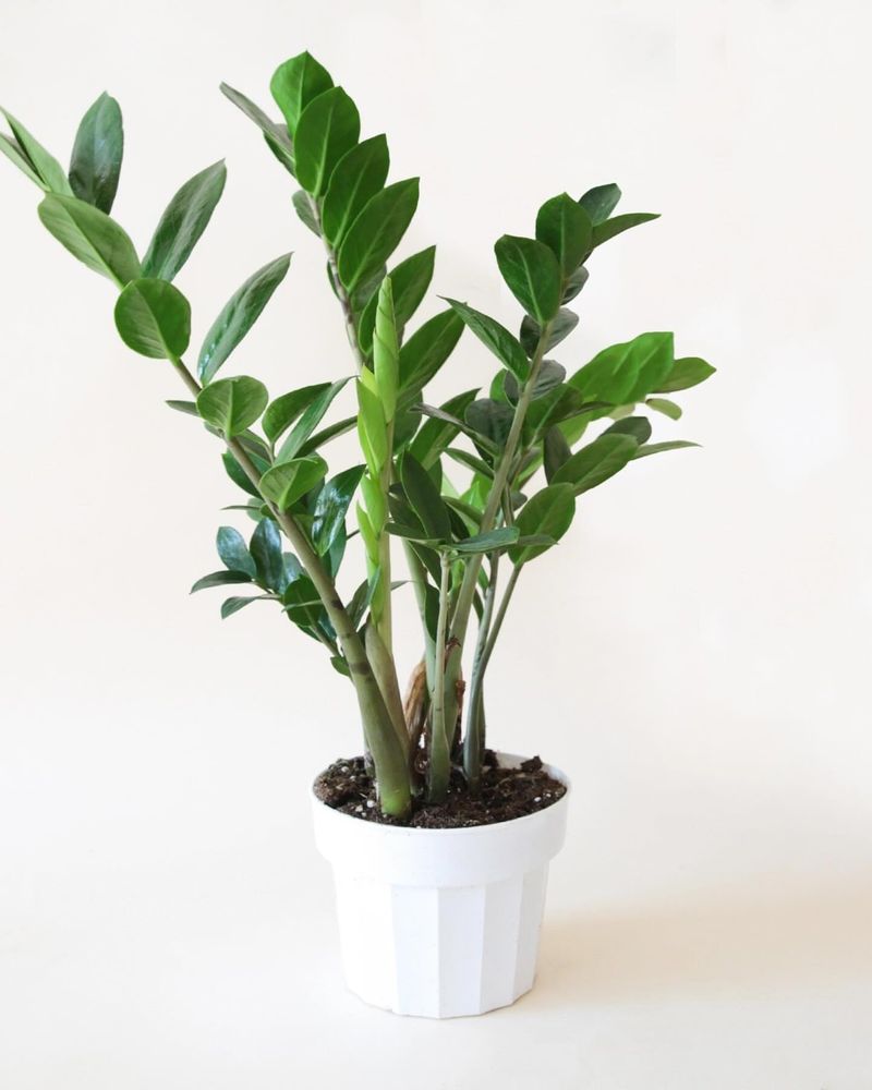 ZZ Plant (Zamioculcas Zamiifolia)