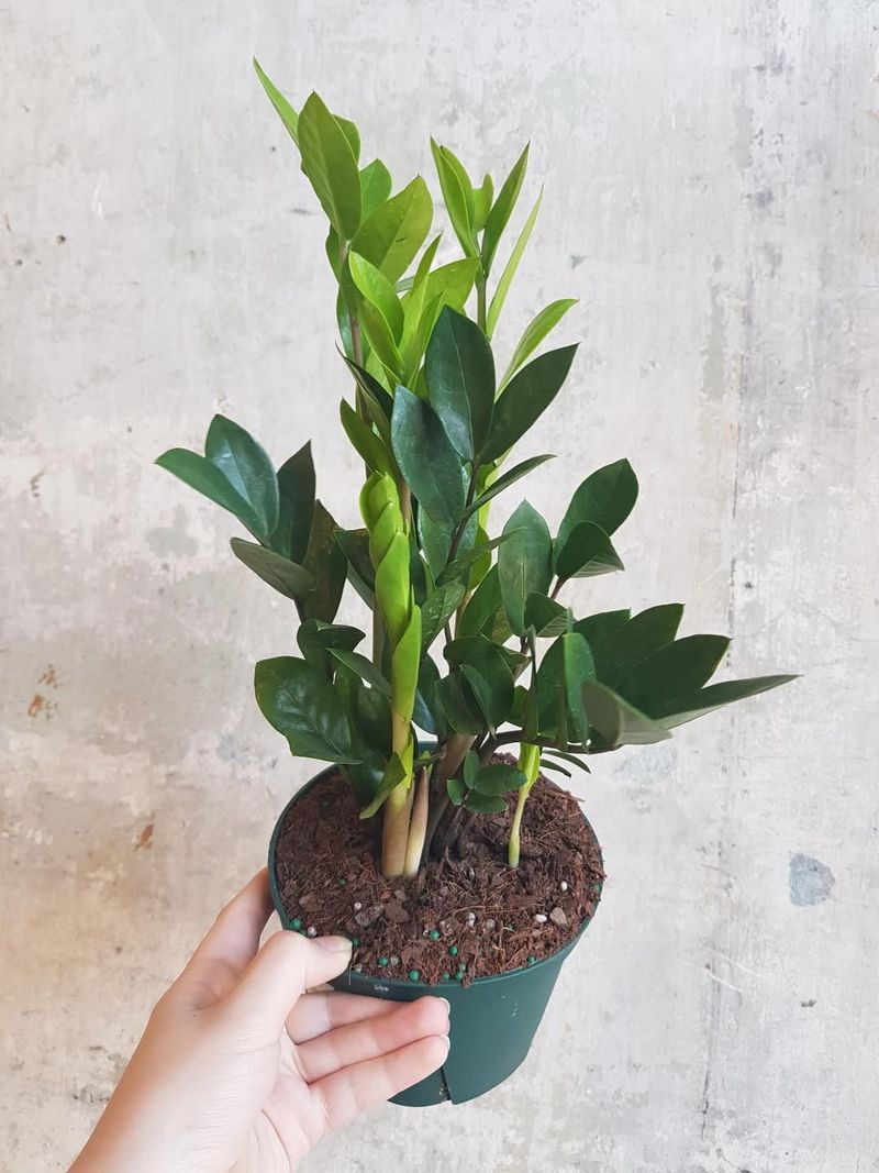 ZZ Plant (Zamioculcas Zamiifolia)