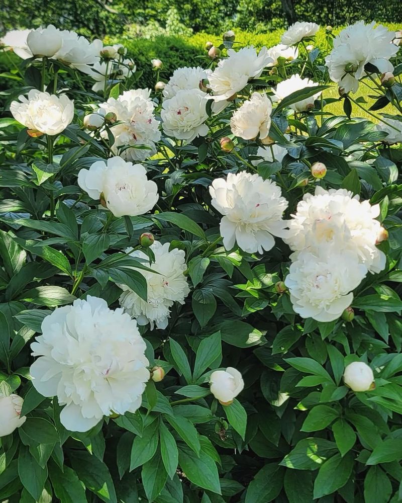 White Peonies
