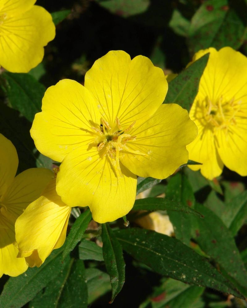 Evening Primrose (Oenothera Biennis)