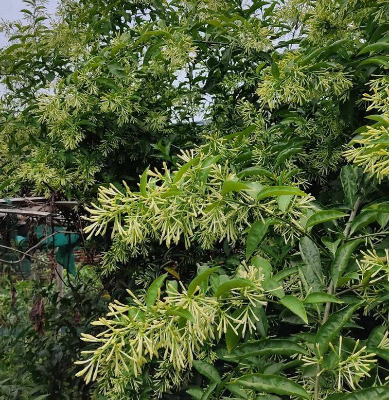 Night-Blooming Jasmine (Cestrum nocturnum)