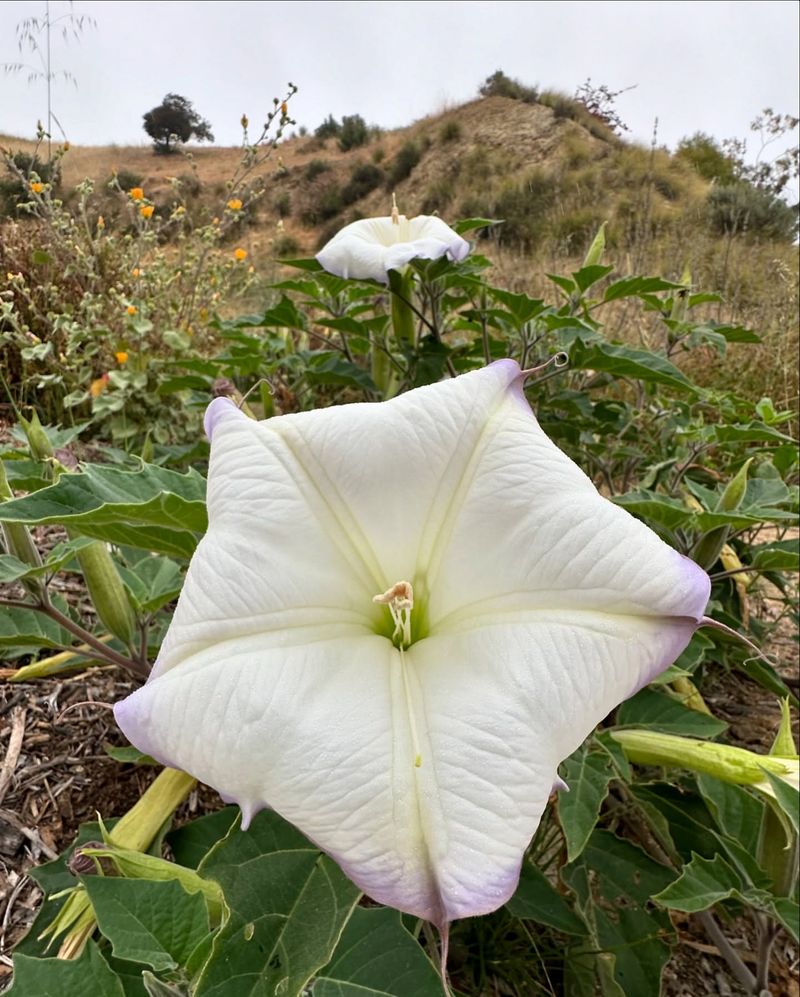 Sacred Datura