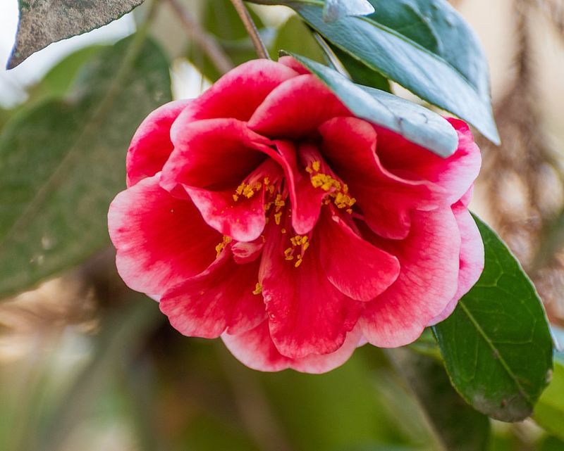 Camellia Japonica