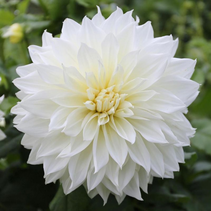 Dinner Plate Dahlia