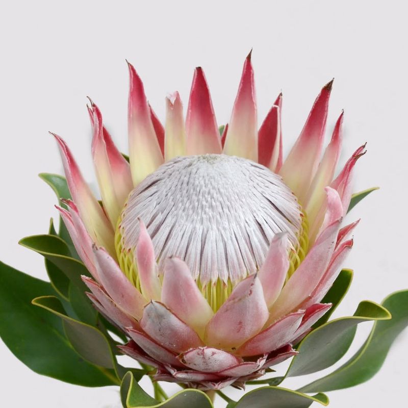 Protea For Exotic, Statement-Making Flowers