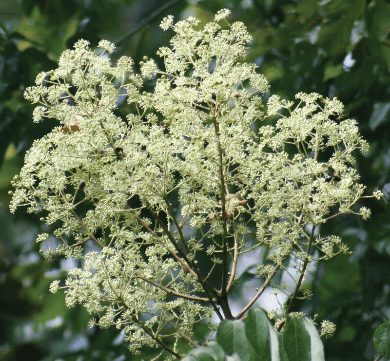 Natural Wildlife Seed Spread