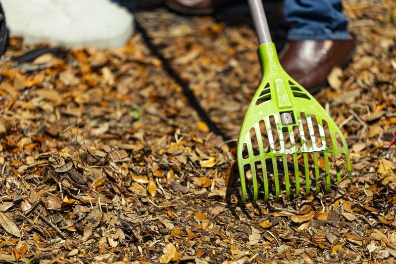 You Have To Clean Up Every Leaf In Fall