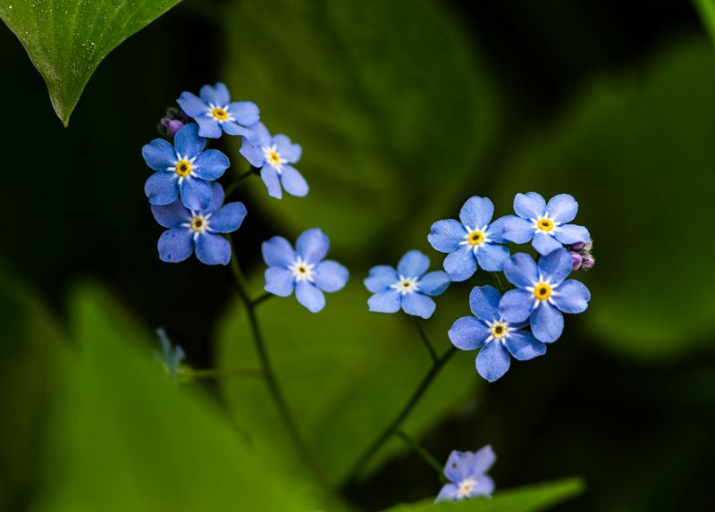 Forget-Me-Nots