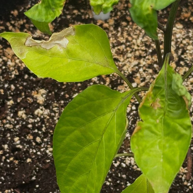 Leaf Burn Often Comes From Too Much Direct Sun