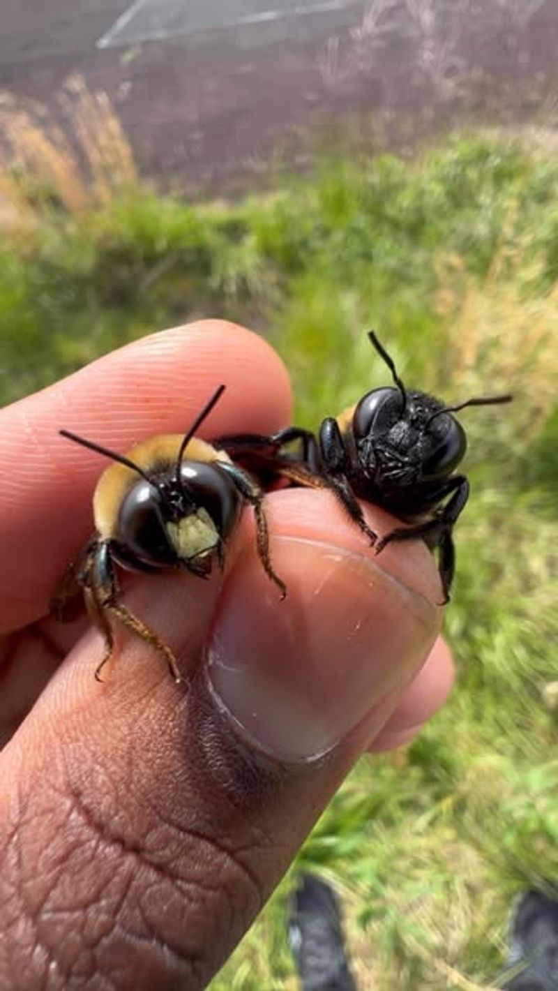 Carpenter Bees