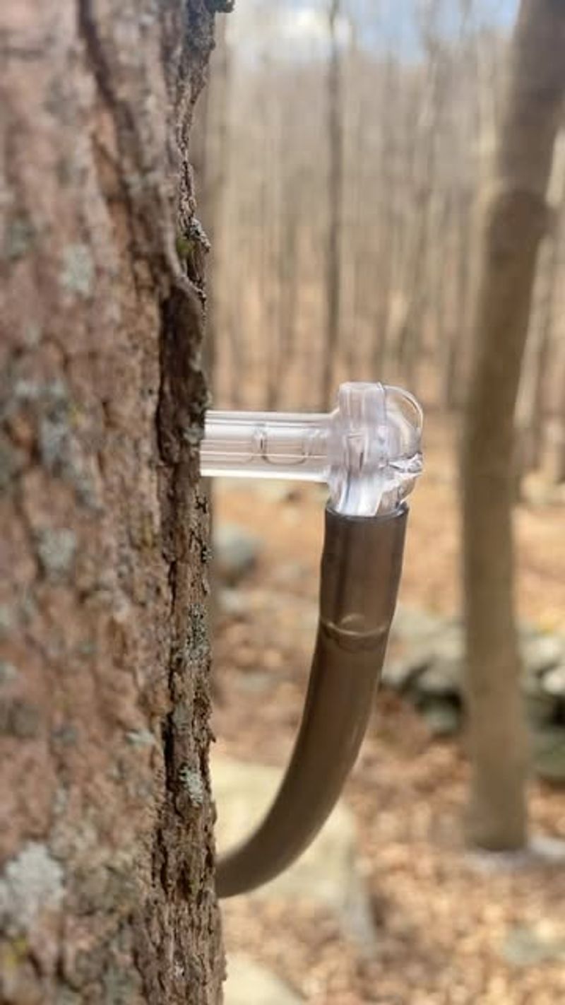 Early Sap Flow Indicates Trees Are Waking Up Properly