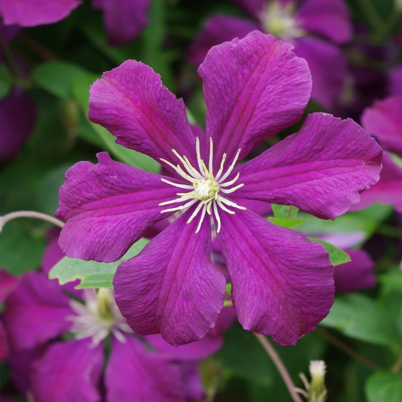 Prune Group 3 Clematis Hard In Late Winter