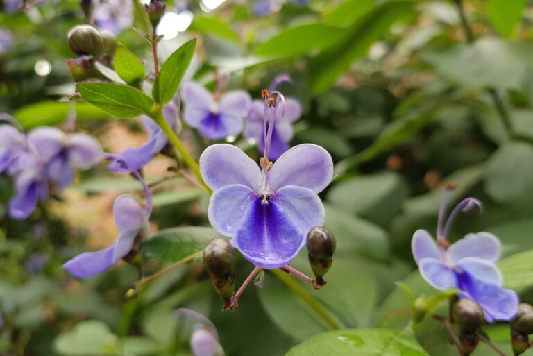 Clerodendrum ugandense flower