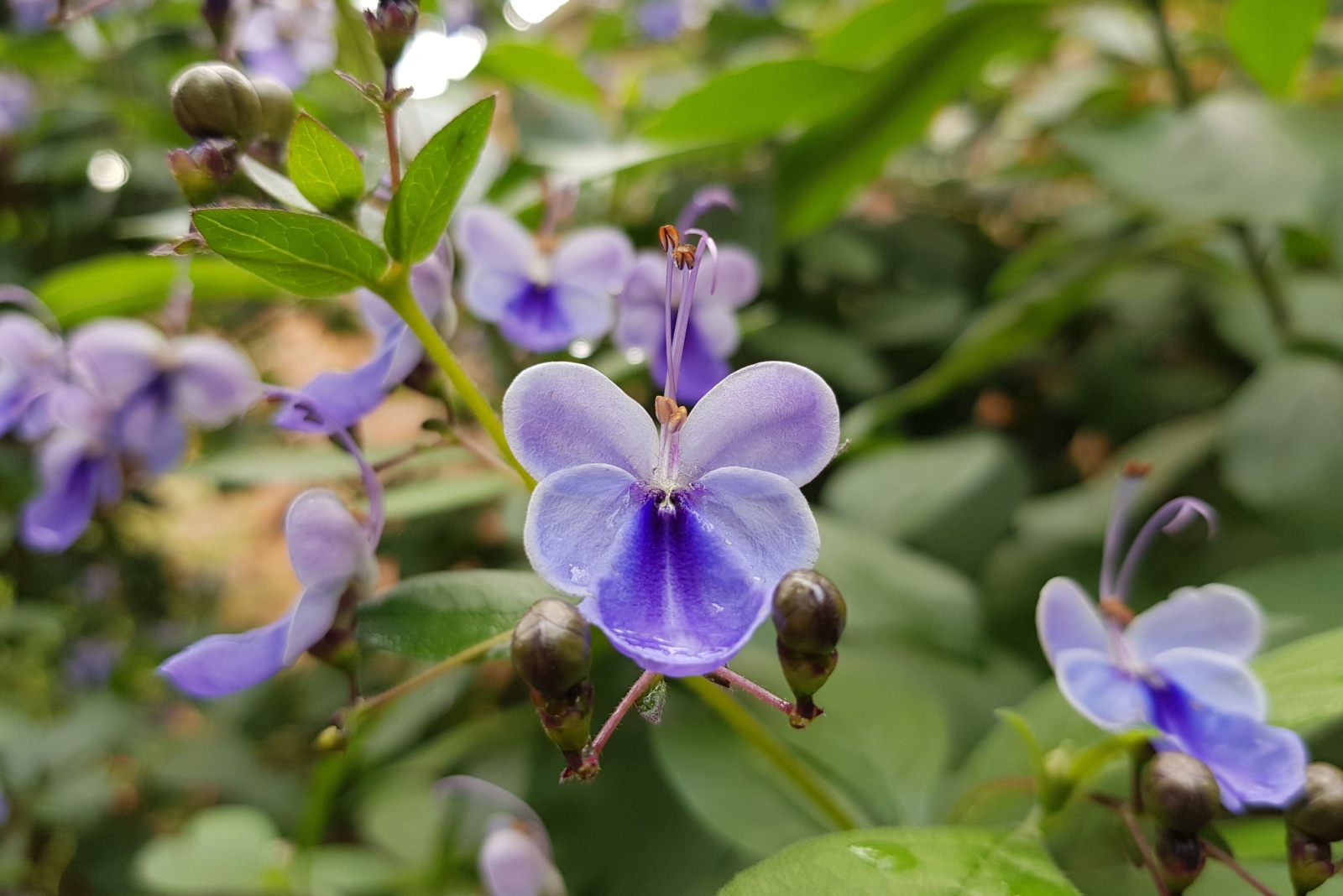 Clerodendrum ugandense flower