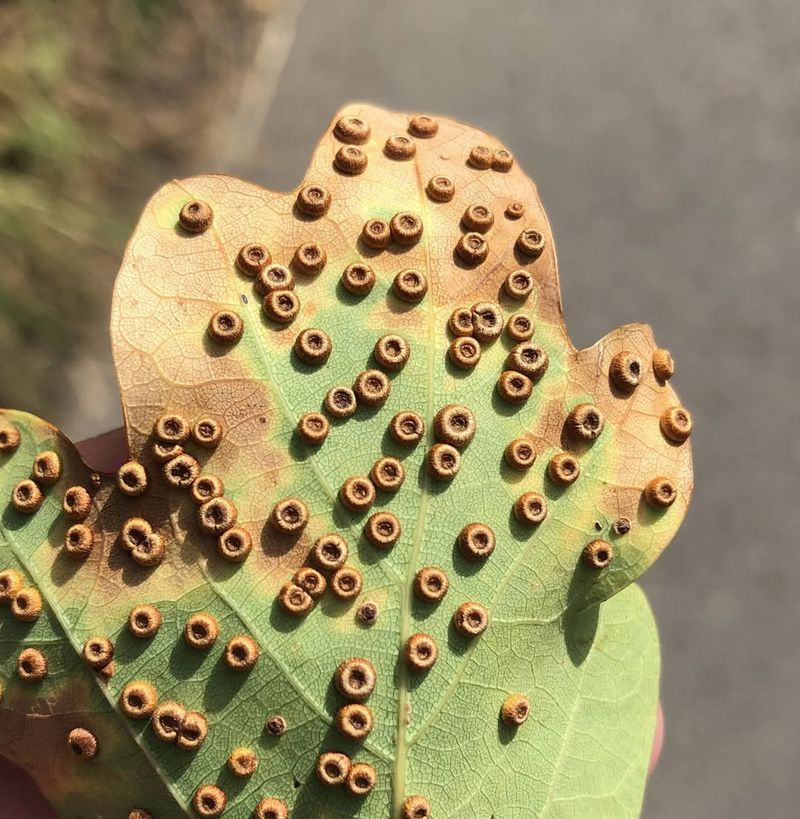 The Strange Shapes Vary Widely