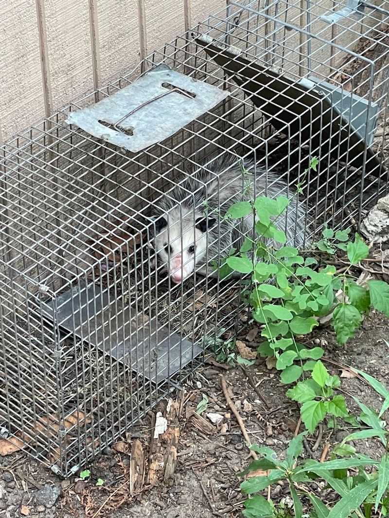 Why Relocating Wildlife Is Usually The Wrong Move