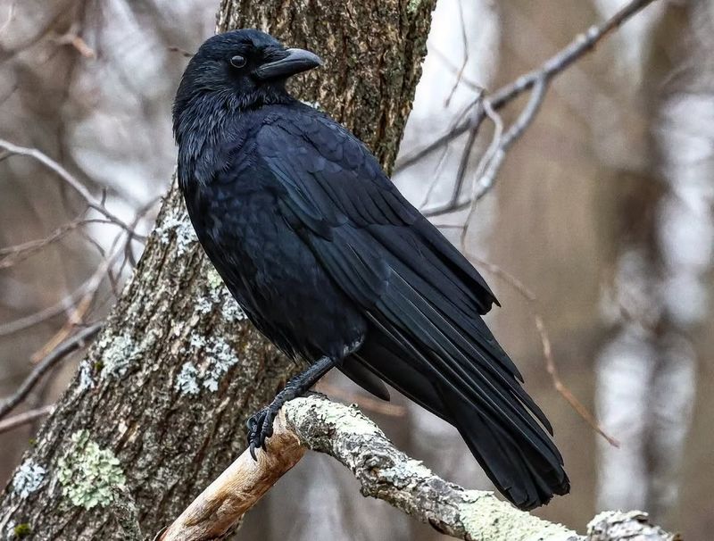 American Crow