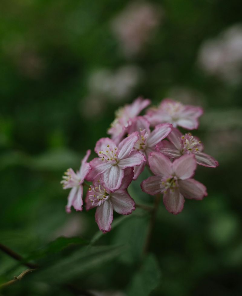 Deutzia