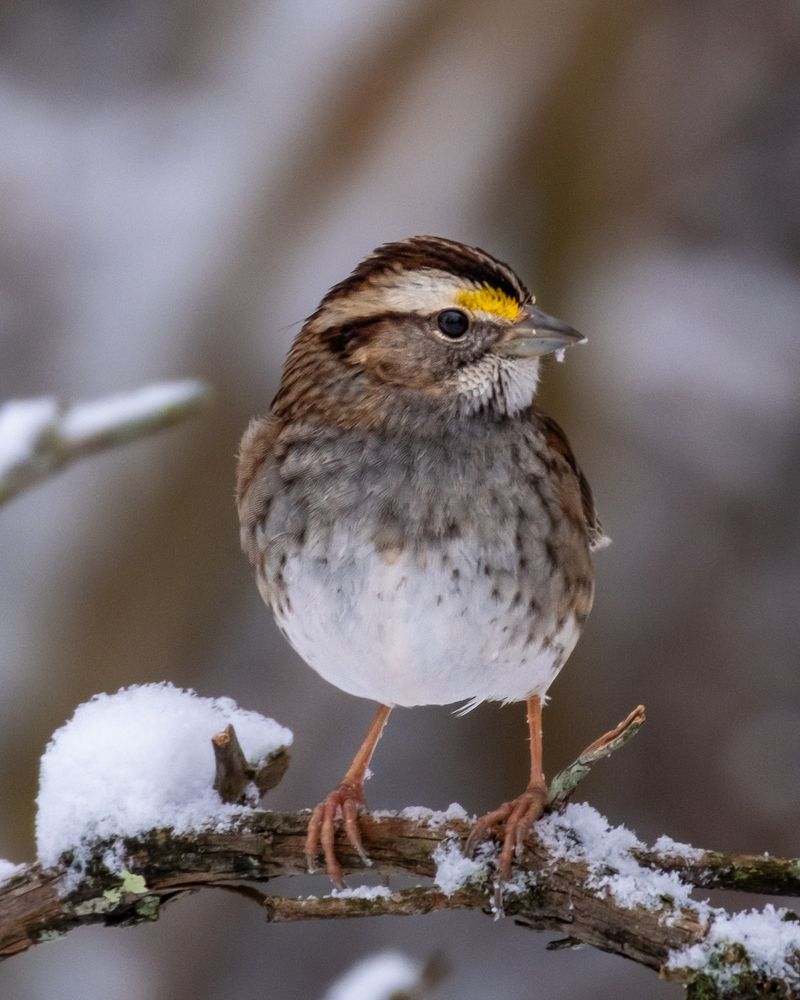 White-Throated Sparrow
