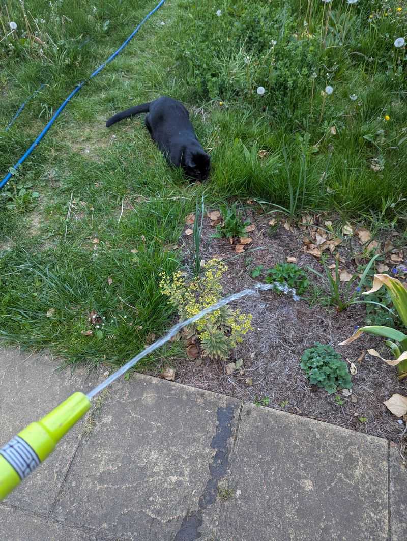 Water Soil Before Frost