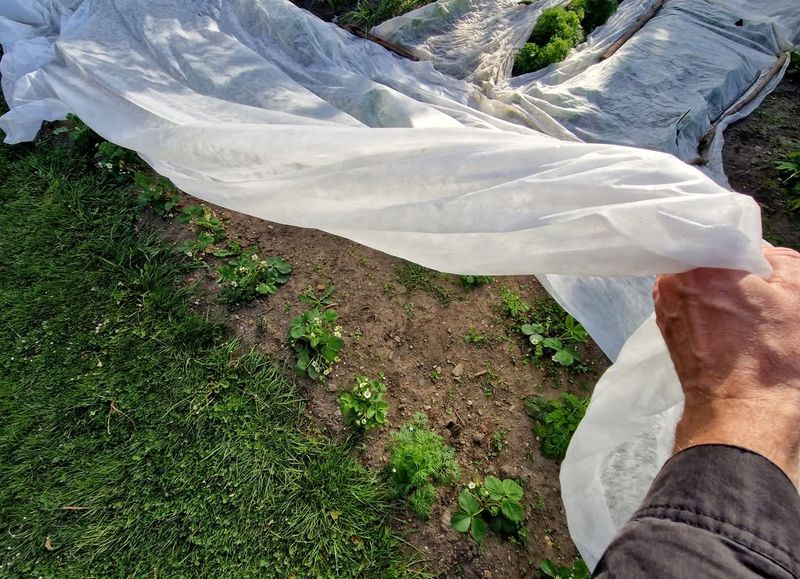 Remove Covers In The Morning To Prevent Heat Buildup