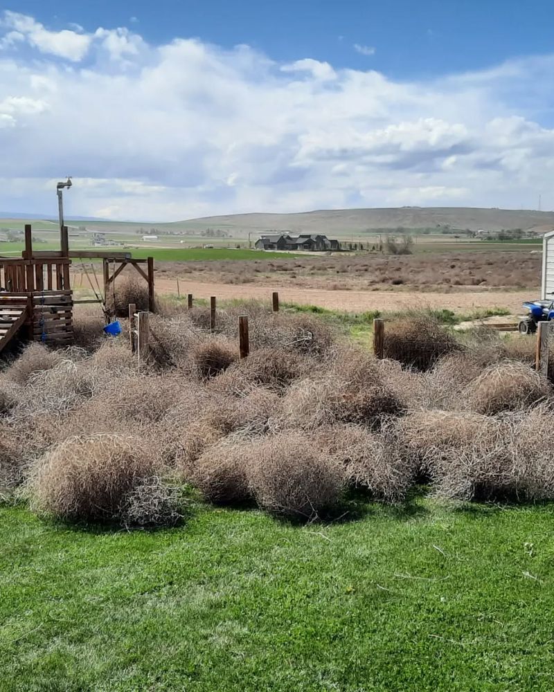 Apply Targeted Herbicides Early In The Season