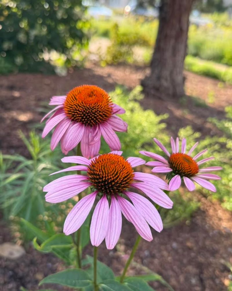 Echinacea purpurea