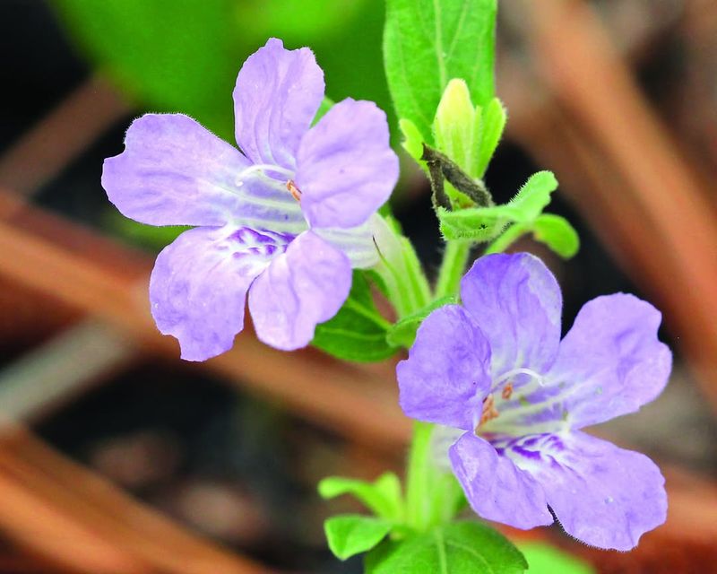Twinflower (Dyschoriste Oblongifolia)