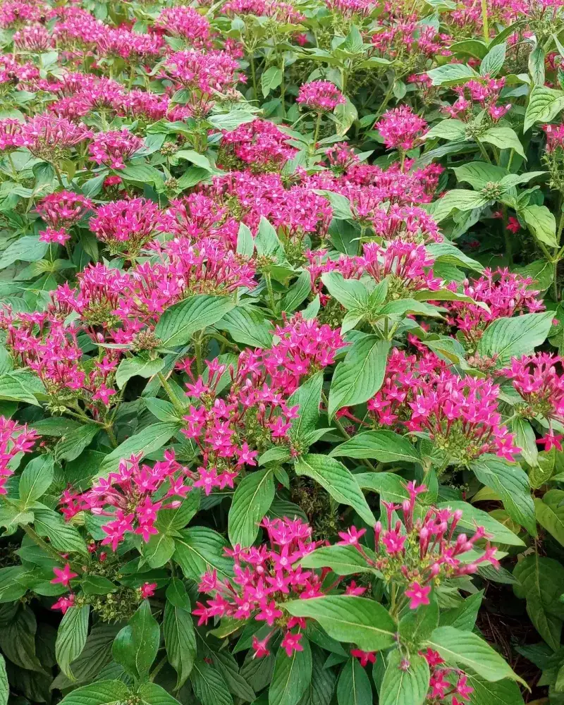 Pentas For Continuous Color And Pollinators