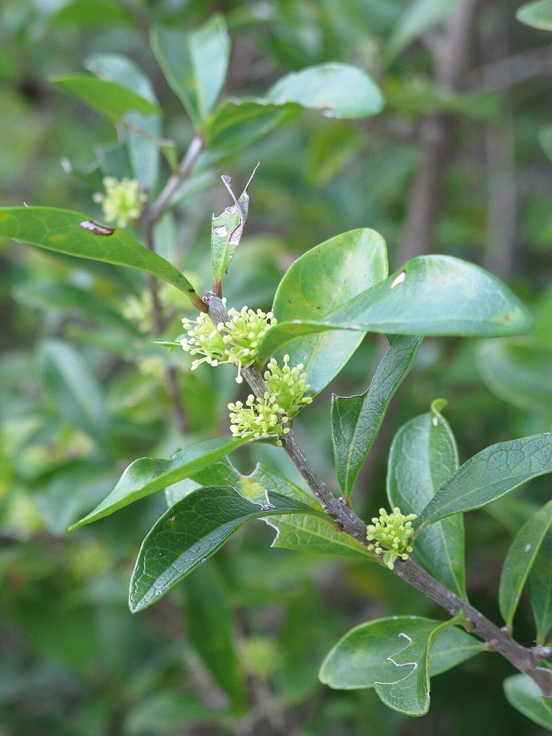 Florida Privet (Forestiera segregata)