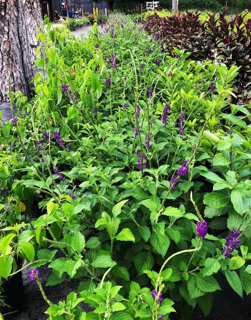 Blue Porterweed Handles Moist Soil But Not Standing Water